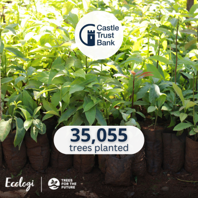 35055 Trees planted 