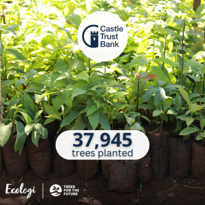 37945 Trees planted