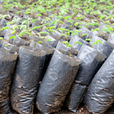 Saplings