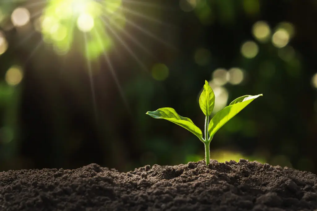 Castle Trust Bank - Ecologi Sustainability - Plant a Tree